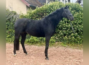 Oldenburg, Giumenta, 10 Anni, 165 cm, Morello