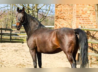 Oldenburg, Giumenta, 10 Anni, 166 cm, Baio scuro