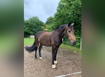 Oldenburg Mix, Giumenta, 10 Anni, 166 cm, Baio scuro