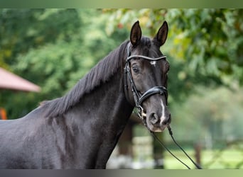 Oldenburg, Giumenta, 10 Anni, 166 cm, Morello