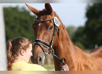 Oldenburg, Giumenta, 10 Anni, 166 cm, Sauro