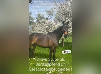 Oldenburg, Giumenta, 10 Anni, 168 cm, Baio scuro