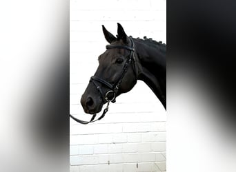 Oldenburg, Giumenta, 10 Anni, 168 cm, Morello