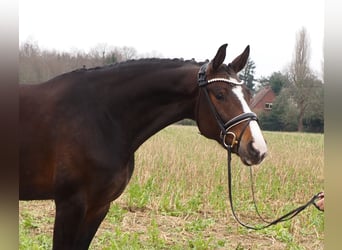 Oldenburg, Giumenta, 10 Anni, 169 cm, Baio scuro