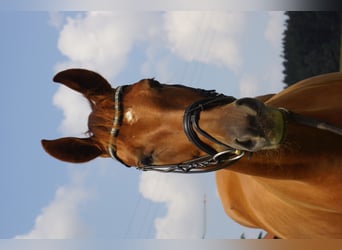 Oldenburg, Giumenta, 10 Anni, 169 cm, Sauro scuro
