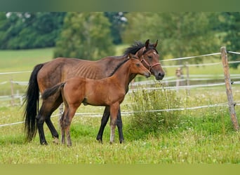 Oldenburg, Giumenta, 10 Anni, 170 cm, Baio