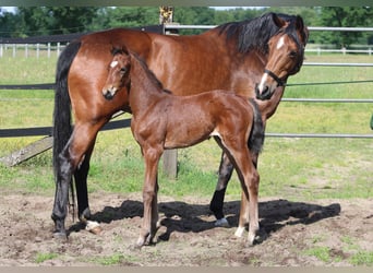 Oldenburg, Giumenta, 10 Anni, 170 cm, Baio