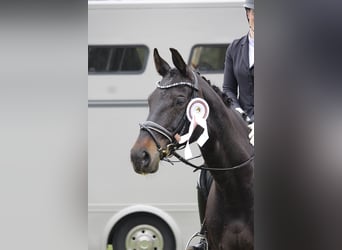 Oldenburg, Giumenta, 10 Anni, 170 cm, Baio scuro