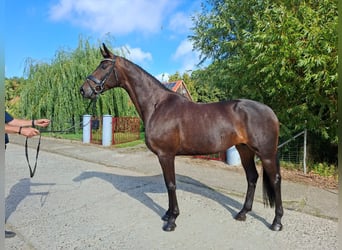 Oldenburg, Giumenta, 10 Anni, 170 cm, Baio scuro