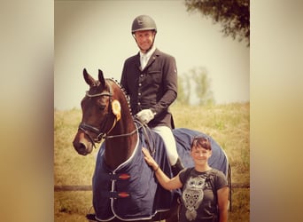 Oldenburg, Giumenta, 10 Anni, 170 cm, Baio scuro