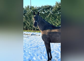 Oldenburg, Giumenta, 10 Anni, 170 cm