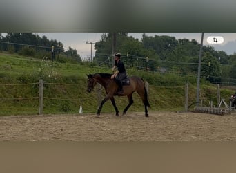 Oldenburg, Giumenta, 10 Anni, 178 cm