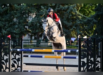 Oldenburg, Giumenta, 10 Anni, 178 cm, Grigio