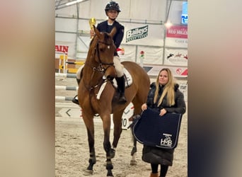 Oldenburg, Giumenta, 10 Anni, Baio ciliegia