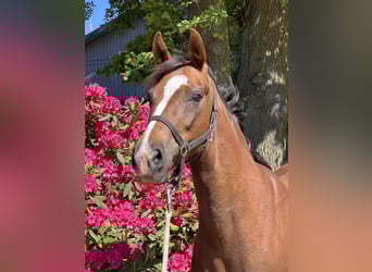 Oldenburg, Giumenta, 10 Anni, Sauro