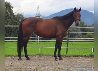 Oldenburg, Giumenta, 11 Anni, 158 cm, Pelle di daino