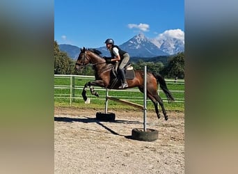 Oldenburg, Giumenta, 11 Anni, 158 cm, Pelle di daino