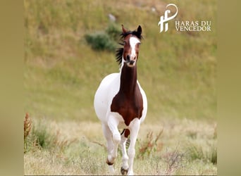 Oldenburg, Giumenta, 11 Anni, 162 cm, Tobiano-tutti i colori