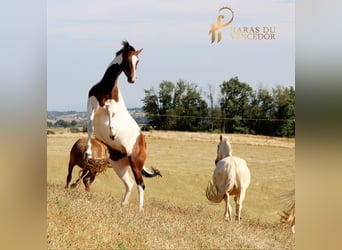 Oldenburg, Giumenta, 11 Anni, 162 cm, Tobiano-tutti i colori