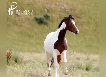 Oldenburg, Giumenta, 11 Anni, 162 cm, Tobiano-tutti i colori