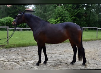 Oldenburg, Giumenta, 11 Anni, 163 cm, Baio