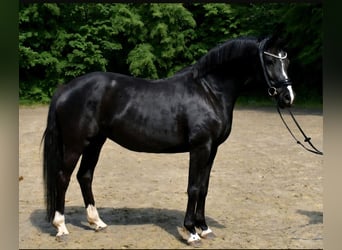 Oldenburg, Giumenta, 11 Anni, 163 cm, Baio scuro