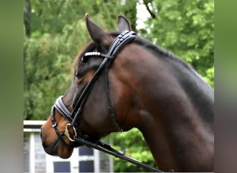 Oldenburg, Giumenta, 11 Anni, 163 cm, Baio scuro