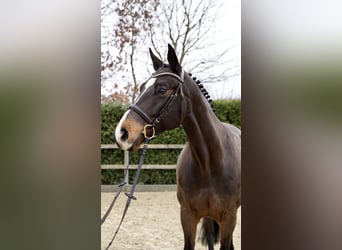 Oldenburg, Giumenta, 11 Anni, 165 cm, Baio scuro