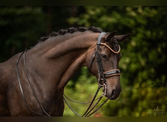Oldenburg, Giumenta, 11 Anni, 168 cm, Baio nero
