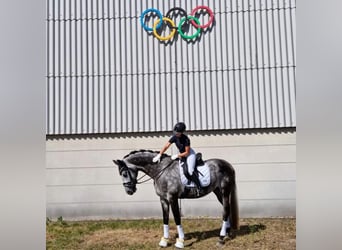 Oldenburg, Giumenta, 11 Anni, 168 cm, Grigio