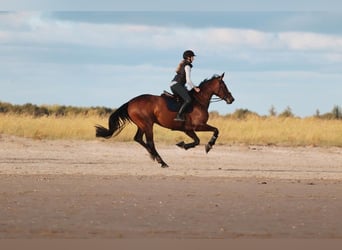 Oldenburg, Giumenta, 11 Anni, 173 cm, Baio