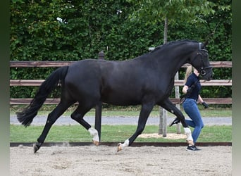 Oldenburg, Giumenta, 11 Anni, 173 cm, Morello