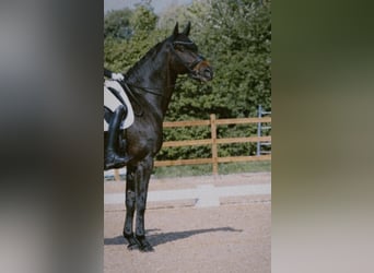 Oldenburg, Giumenta, 11 Anni, 174 cm, Baio scuro