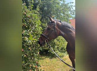 Oldenburg, Giumenta, 11 Anni, 175 cm, Baio
