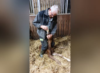 Oldenburg, Giumenta, 11 Anni