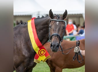 Oldenburg, Giumenta, 12 Anni, 152 cm, Baio nero