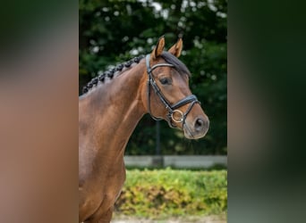 Oldenburg, Giumenta, 12 Anni, 163 cm, Baio ciliegia