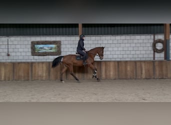 Oldenburg, Giumenta, 12 Anni, 165 cm, Baio