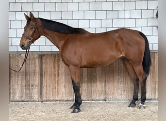 Oldenburg, Giumenta, 12 Anni, 165 cm, Baio