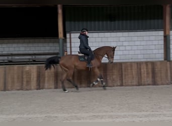 Oldenburg, Giumenta, 12 Anni, 165 cm, Baio