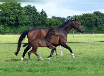Oldenburg, Giumenta, 12 Anni, 165 cm, Baio scuro