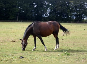 Oldenburg, Giumenta, 12 Anni, 165 cm, Baio scuro