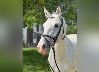 Oldenburg, Giumenta, 12 Anni, 165 cm, Grigio