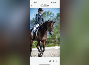 Oldenburg, Giumenta, 12 Anni, 167 cm, Baio scuro