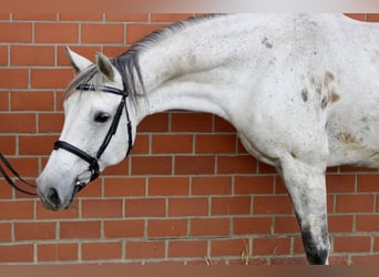 Oldenburg, Giumenta, 12 Anni, 167 cm, Grigio