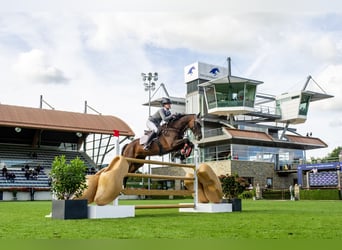 Oldenburg, Giumenta, 12 Anni, 168 cm, Baio