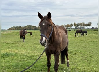 Oldenburg, Giumenta, 12 Anni, 168 cm, Sauro scuro