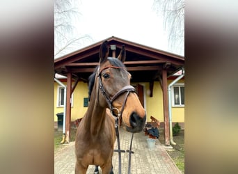 Oldenburg, Giumenta, 12 Anni, 170 cm, Baio