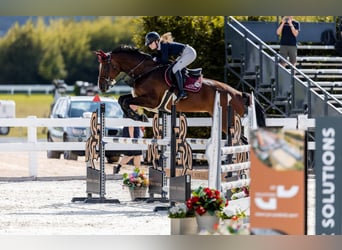 Oldenburg, Giumenta, 12 Anni, 170 cm, Baio