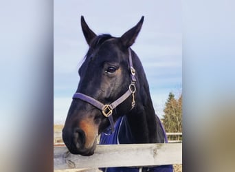 Oldenburg, Giumenta, 12 Anni, 170 cm, Morello